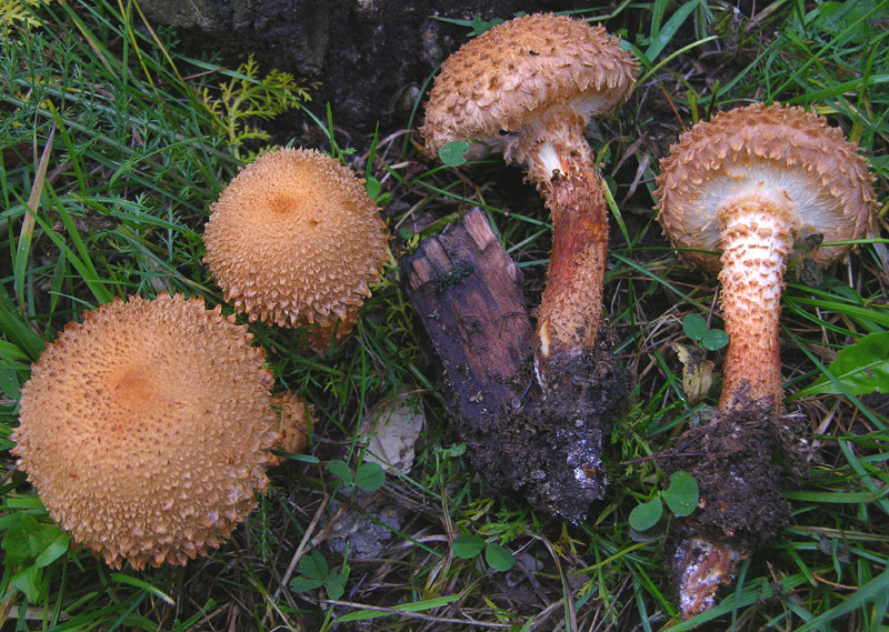 Quant'' bella la Pholiota squarrosa.
